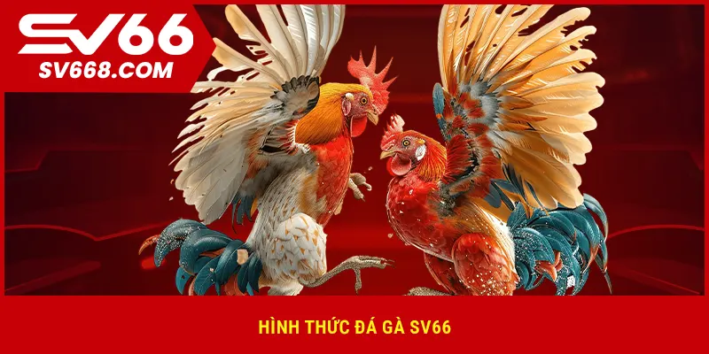 Hình thức đá gà SV66