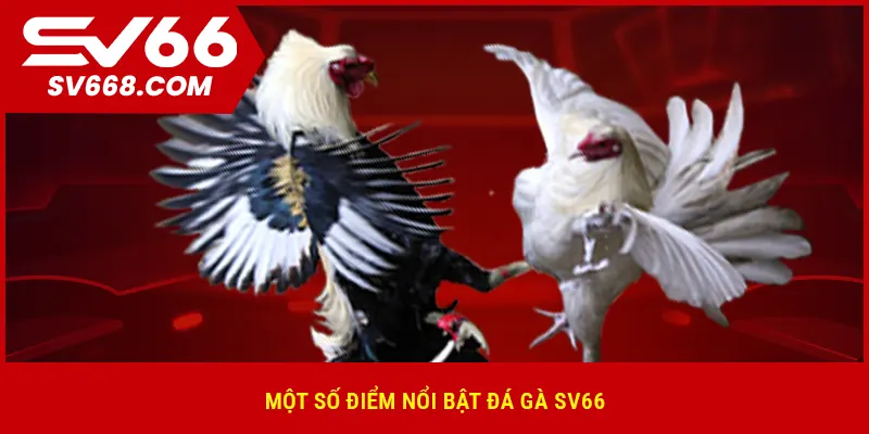 Một số điểm nổi bật đá gà SV66