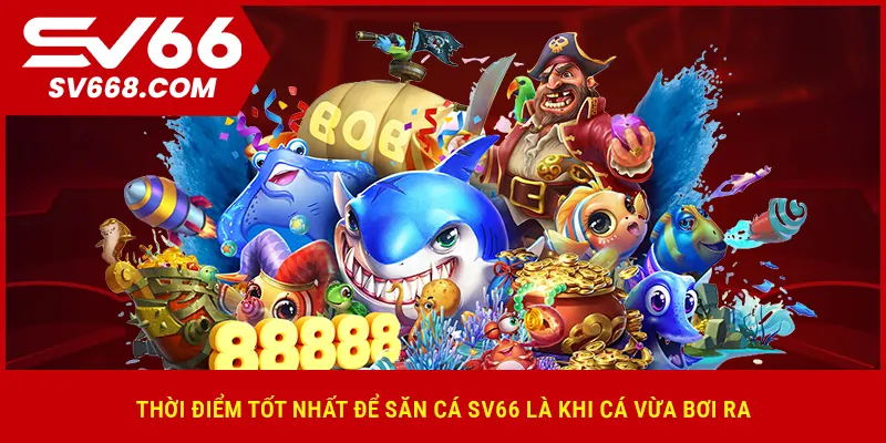 Thời điểm tốt nhất để săn cá SV66 là khi cá vừa bơi ra