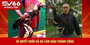 Bí quyết nuôi gà đá làm giàu thành công