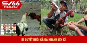 Bí quyết nuôi gà đá nhanh lên kí