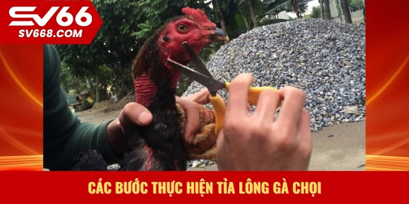 Các bước thực hiện tỉa lông gà chọi