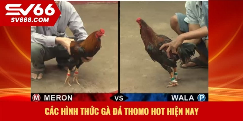 Các hình thức gà đá Thomo hot hiện nay