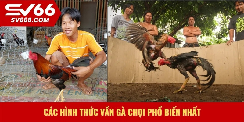 Các hình thức vần gà chọi phổ biến nhất