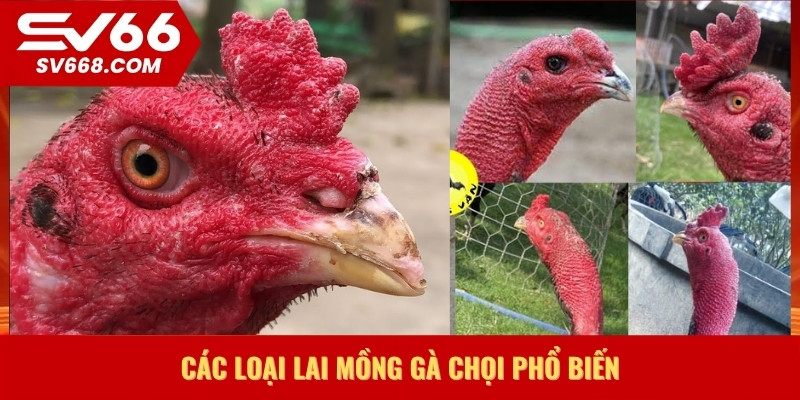 Các loại lai mồng gà chọi phổ biến