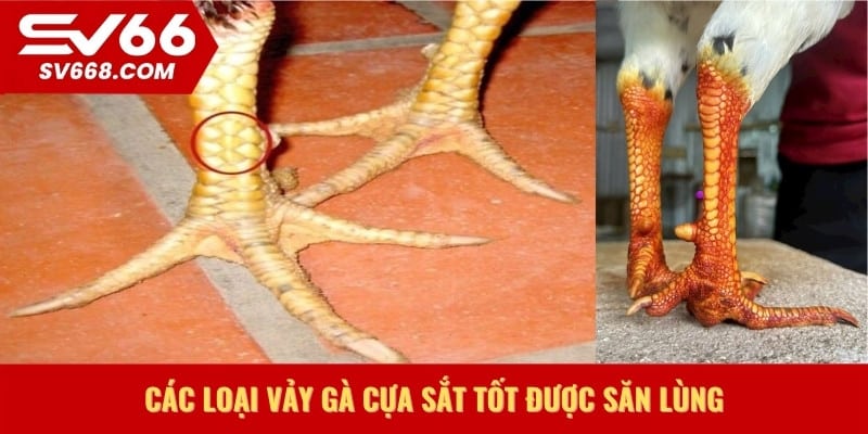 Các loại vảy gà cựa sắt tốt được săn lùng