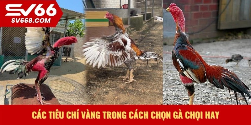 Các tiêu chí vàng trong cách chọn gà chọi hay