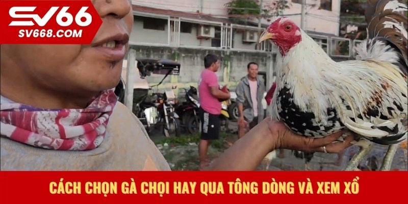 Cách chọn gà chọi hay qua tông dòng và xem xổ