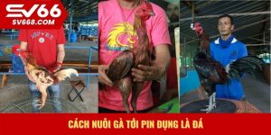 Cách nuôi gà tới pin đụng là đá