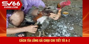 Cách tỉa lông gà chọi chi tiết từ A-Z