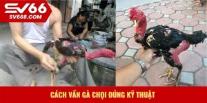 Cách vần gà chọi đúng kỹ thuật
