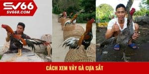 Cách xem vảy gà cựa sắt