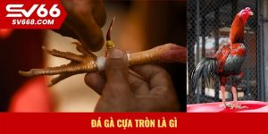 Đá gà cựa tròn là gì