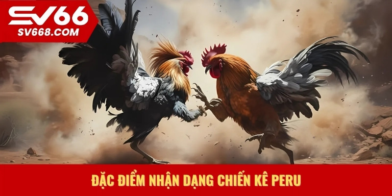 Đặc điểm nhận dạng chiến kê Peru
