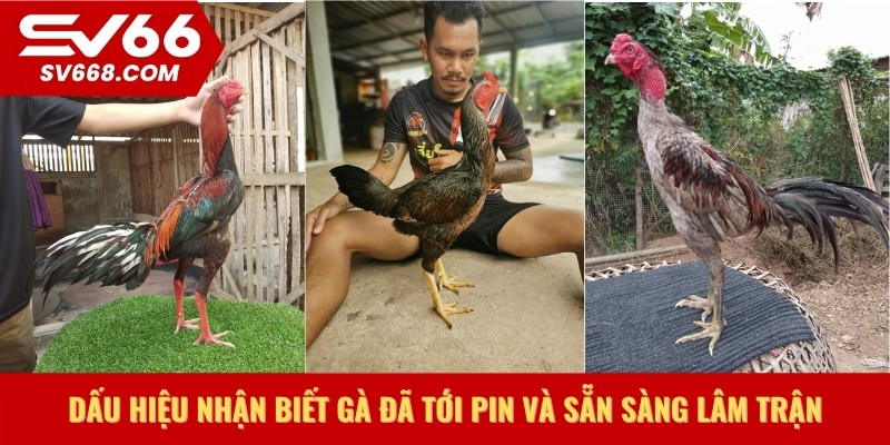 Dấu hiệu nhận biết gà đã tới pin và sẵn sàng lâm trận
