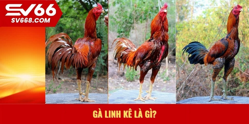 Gà linh kê là gì
