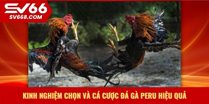 Kinh nghiệm chọn và cá cược đá gà Peru hiệu quả