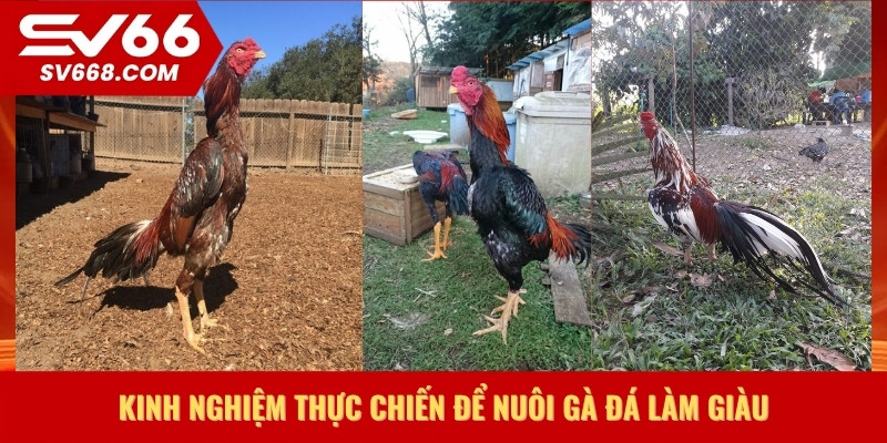 Kinh nghiệm thực chiến để nuôi gà đá làm giàu