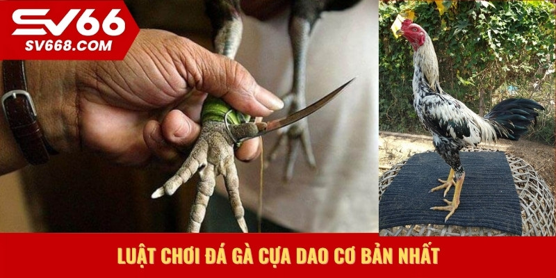 Luật chơi đá gà cựa dao cơ bản nhất