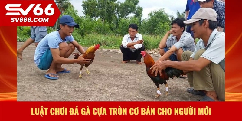Luật chơi đá gà cựa tròn cơ bản cho người mới