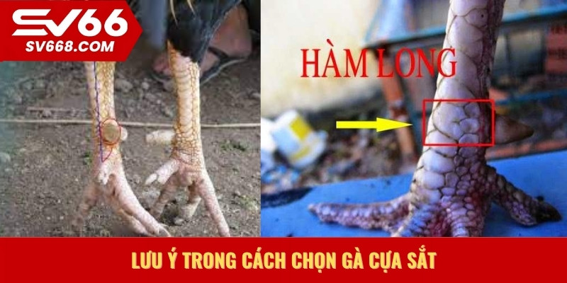Lưu ý trong cách chọn gà cựa sắt