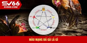 Màu mạng đá gà là gì
