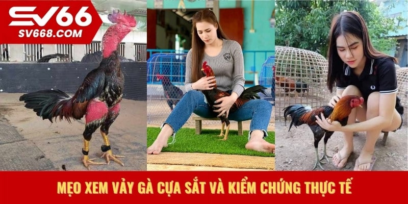 Mẹo xem vảy gà cựa sắt và kiểm chứng thực tế