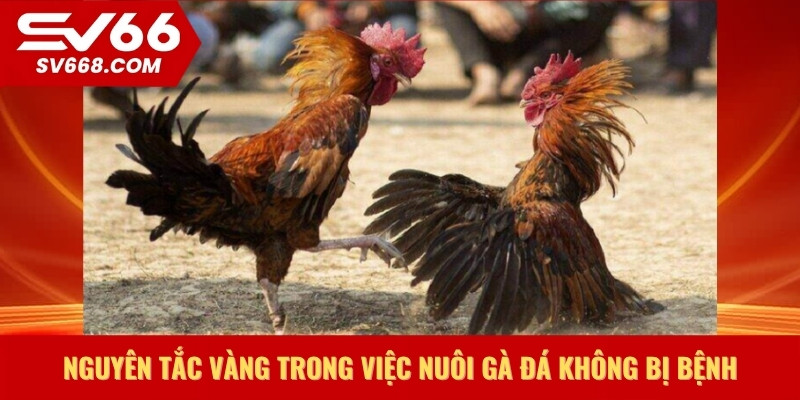 Nguyên tắc vàng trong việc nuôi gà đá không bị bệnh