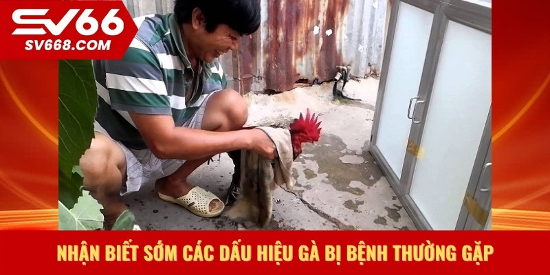 Nhận biết sớm các dấu hiệu gà bị bệnh thường gặp
