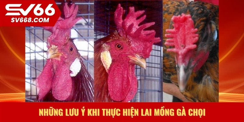 Những lưu ý khi thực hiện lai mồng gà chọi