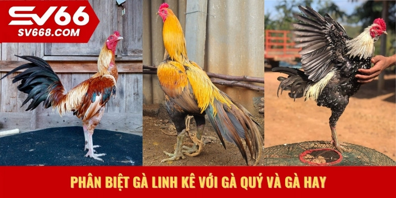 Phân biệt gà linh kê với gà quý và gà hay