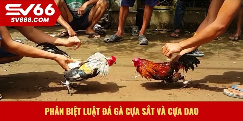 Phân biệt luật đá gà cựa sắt và cựa dao