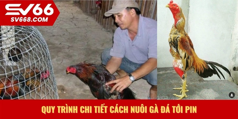 Quy trình chi tiết cách nuôi gà đá tới pin