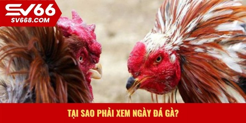 Tại sao phải xem ngày đá gà