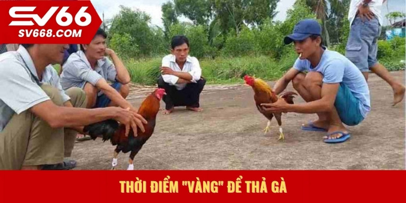 Thời điểm vàng để thả gà cựa sắt