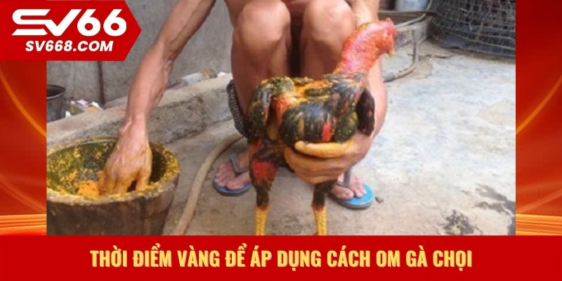 Thời điểm vàng để áp dụng cách om gà chọi