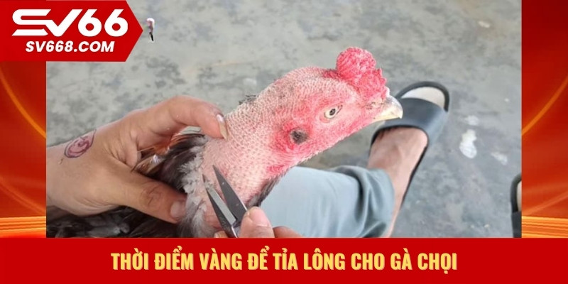 Thời điểm vàng để tỉa lông cho gà chọi