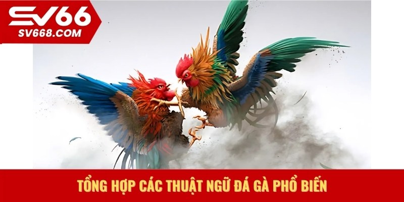 Tổng hợp các thuật ngữ đá gà phổ biến