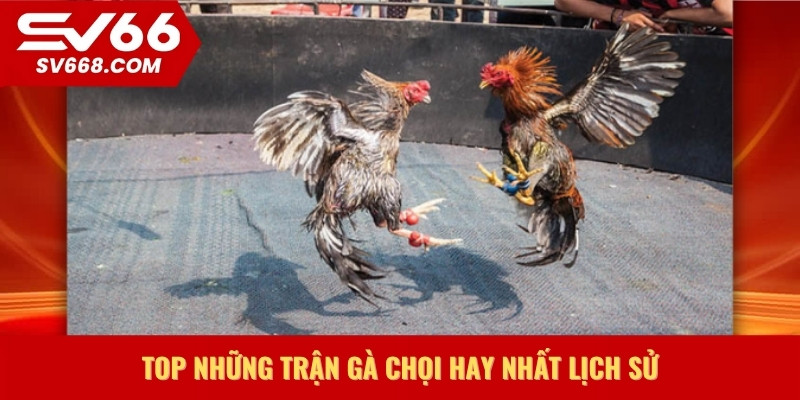 Top những trận gà chọi hay nhất lịch sử