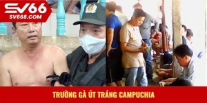Trường gà Út Tráng Campuchia