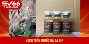 Vạch trần thuốc đá gà bịp