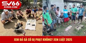 Xem đá gà có bị phạt không