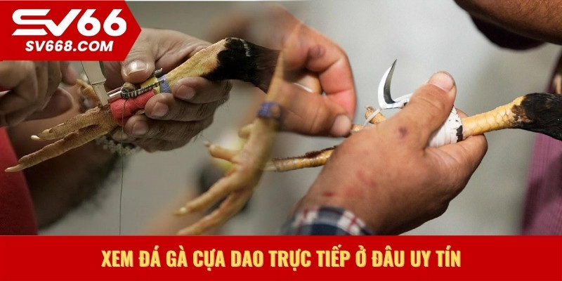 Xem đá gà cựa dao trực tiếp ở đâu uy tín