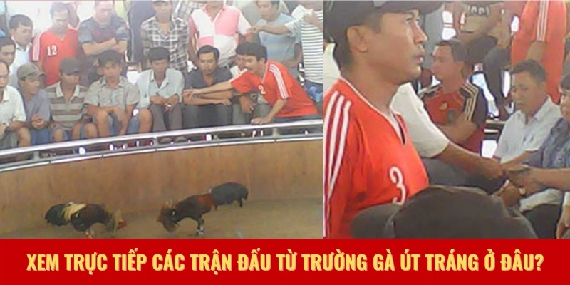 Xem trực tiếp các trận đấu từ trường gà Út Tráng ở đâu