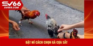 bật mí cách chọn gà cựa sắt