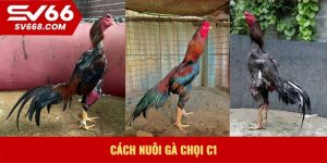 cách nuôi gà chọi C1