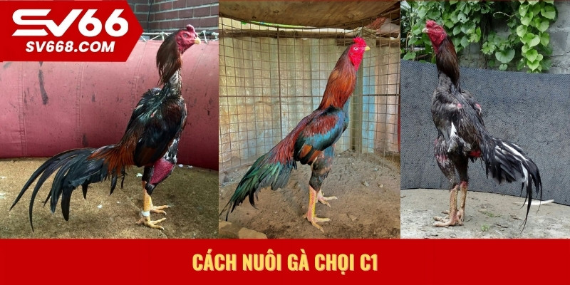 cách nuôi gà chọi C1