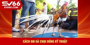 Cách om gà chọi đúng kỹ thuật