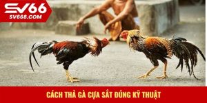 Cách thả gà cựa sắt đúng kỹ thuật