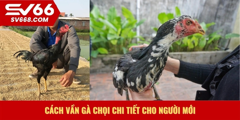 Cách vần gà chọi chi tiết cho người mới